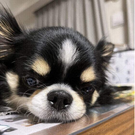 ウトウトとテーブルで眠るチワワ