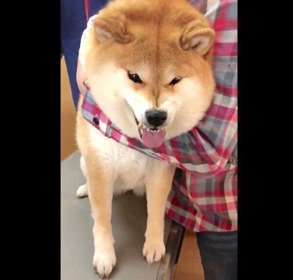 病院が苦手なハナちゃん