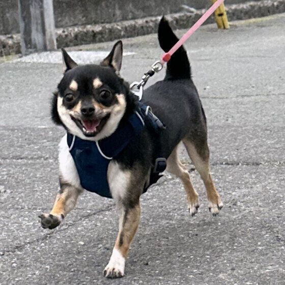 チワワのチロルちゃん