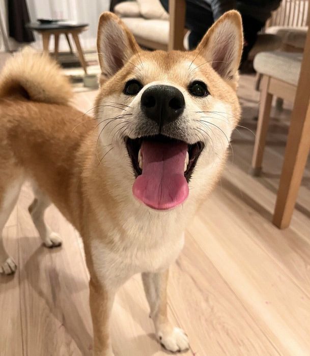 笑顔が可愛いもなかまるちゃん