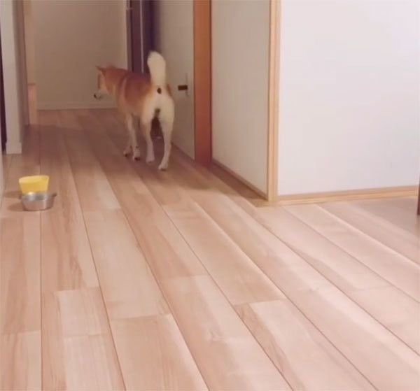歩く柴犬