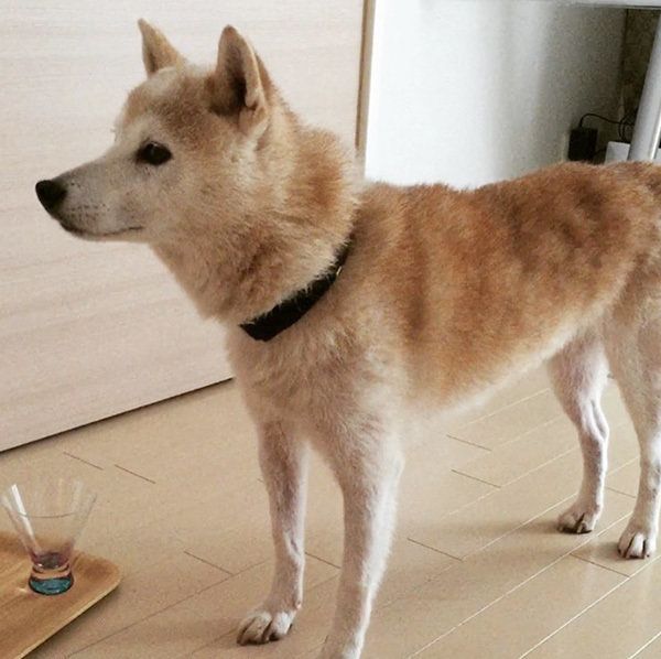 柴犬のはなちゃん