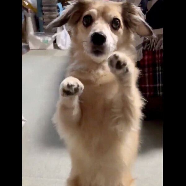 ぴょこっと立つモコナモドキくん