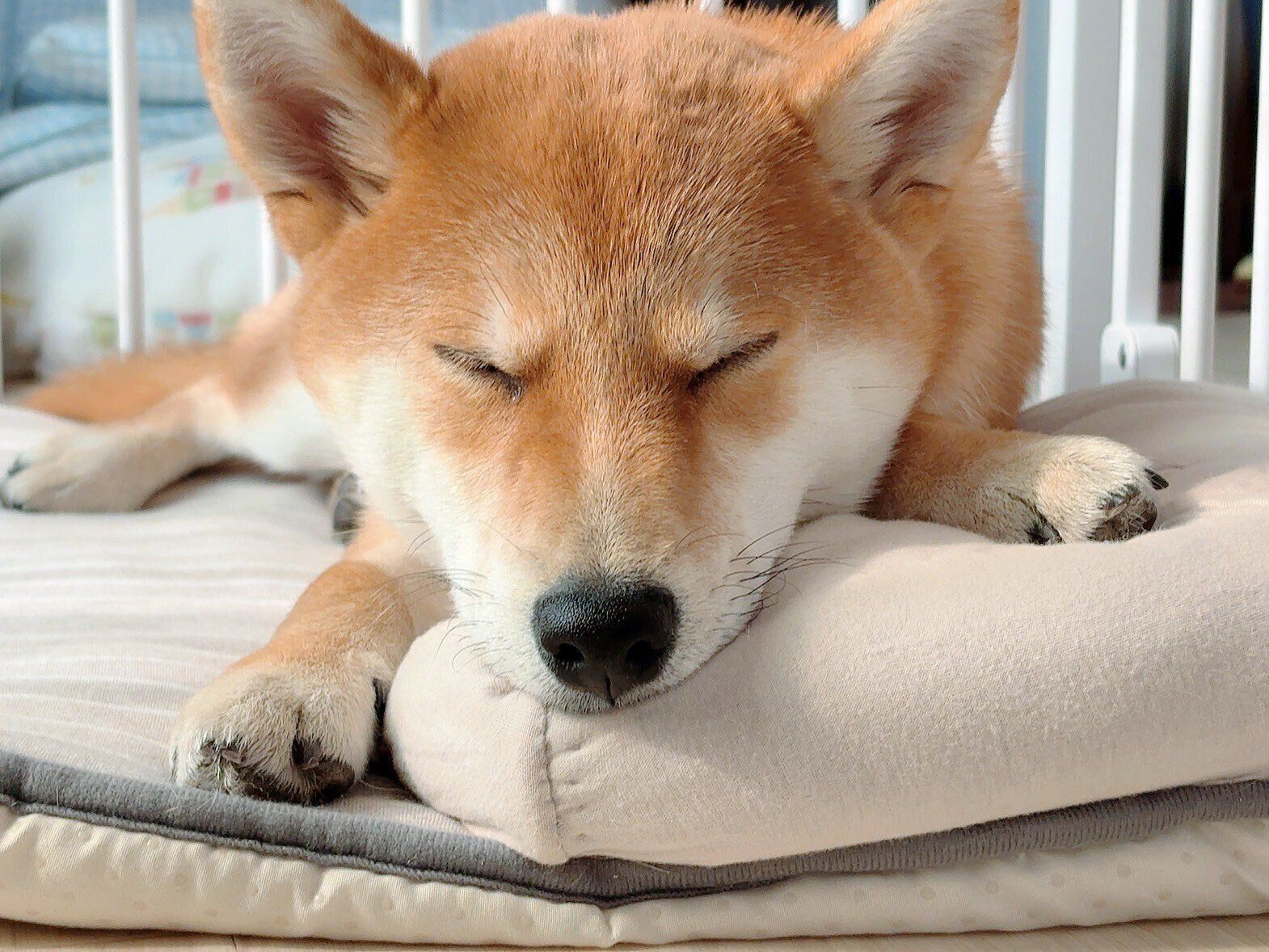眠る柴犬