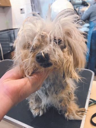 悪徳ブリーダーのもとから保護された当時のちぃちゃん（マルチーズ）