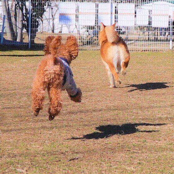 ドッグランで追いかけっこするアンディくん（トイ・プードル）