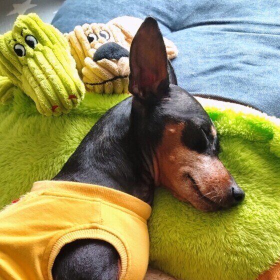 犬が雷や花火の音を怖がるときの対処法 犬が隠れて出てこない場合の対応も いぬのきもち