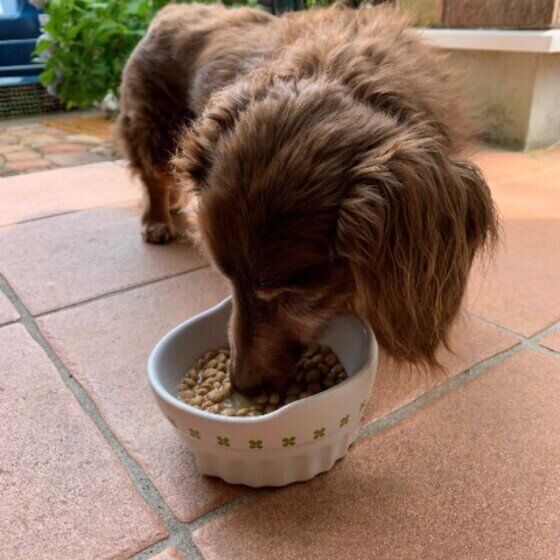 ミニチュア・ダックスフンドのさらくん