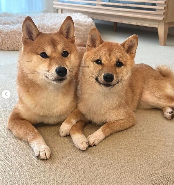 仲良しなはなちゃん、まるちゃん