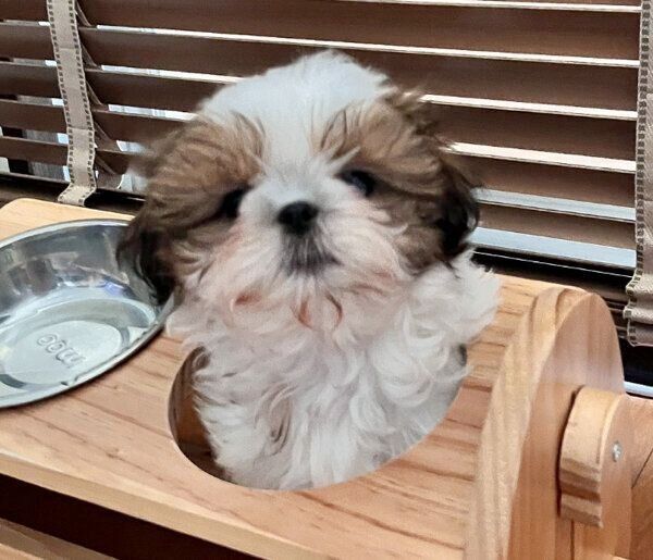 見つめるぽんちょちゃん