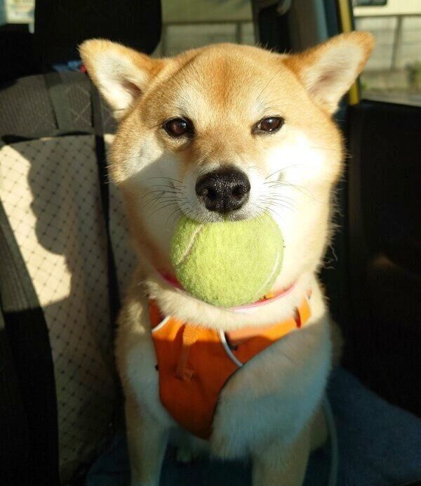 テニスボールをくわえるニコちゃん