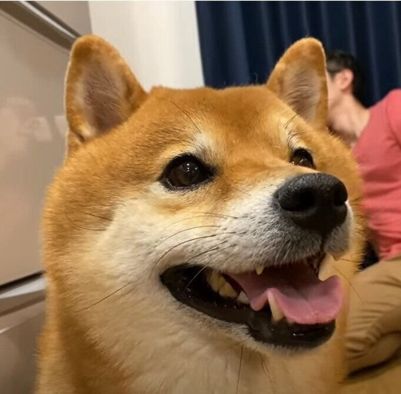 大好きな人だ 柴犬兄妹にハッピーなサプライズ いぬのきもちweb Magazine 大好きな人だ 柴犬兄妹にハッピーなサプライズ いぬのきもちweb Magazine