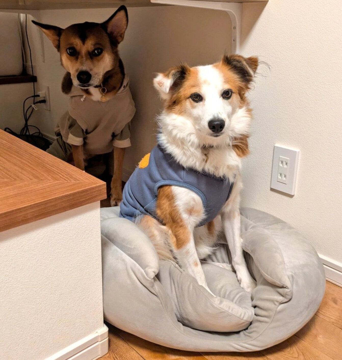 花火の音がしたときの2頭の様子