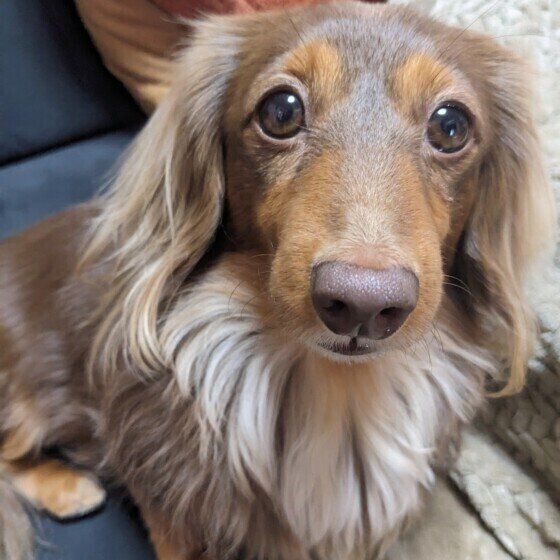 見つめるカニーンヘン・ダックスフンド