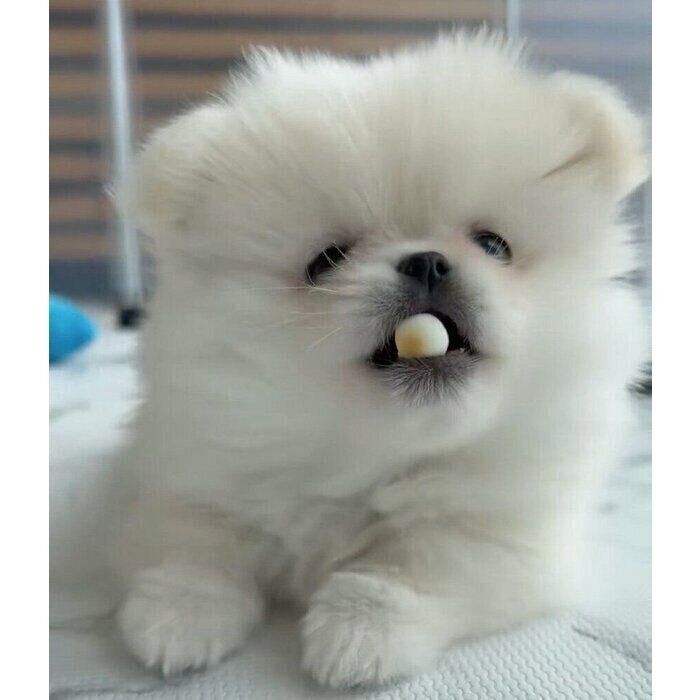 初めておやつのボーロを食べるなんこつちゃん