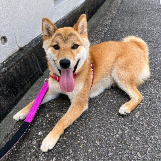 柴のパンちゃん♪