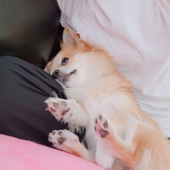 甘えん坊なチワワのぷりんくん