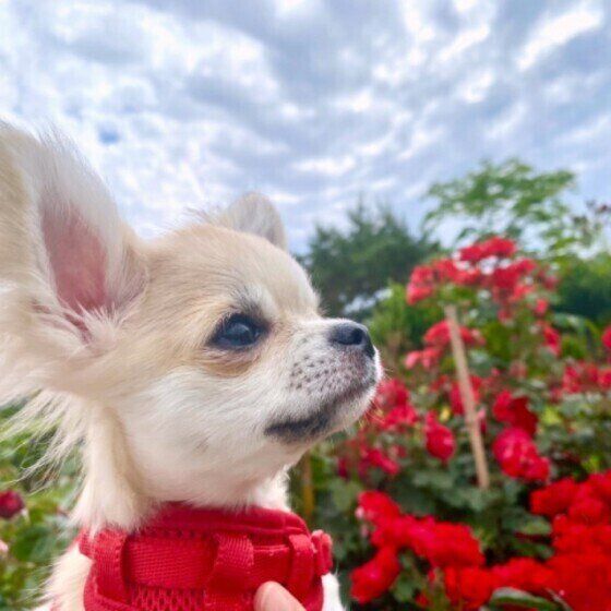 小型犬との暮らしに適した住環境のポイントを獣医師に聞いてみた いぬのきもち