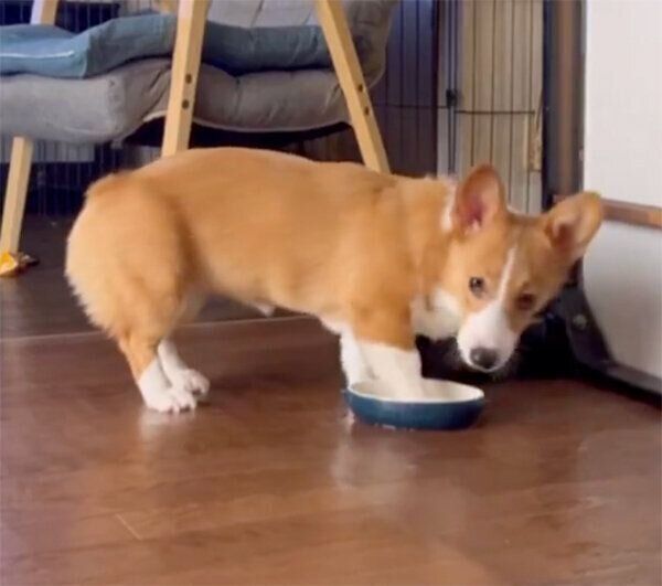 チラッと見るむぎちゃん