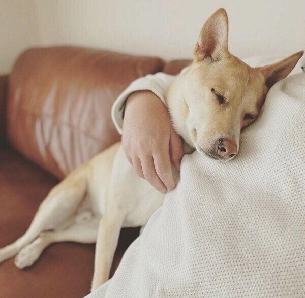 飼い主さんに寄り添うタップくん