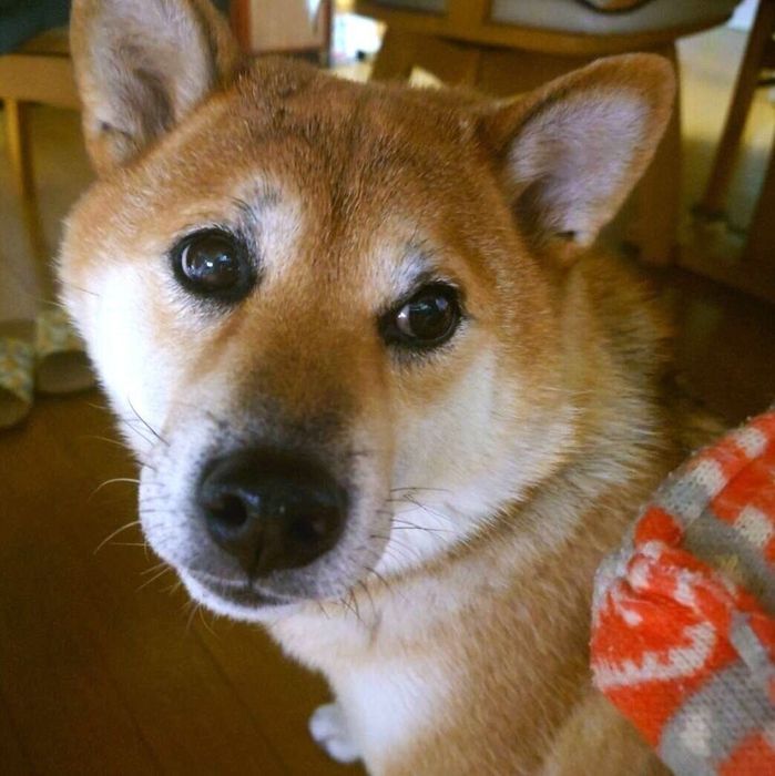 オヤツが欲しいとアピールするののちゃん
