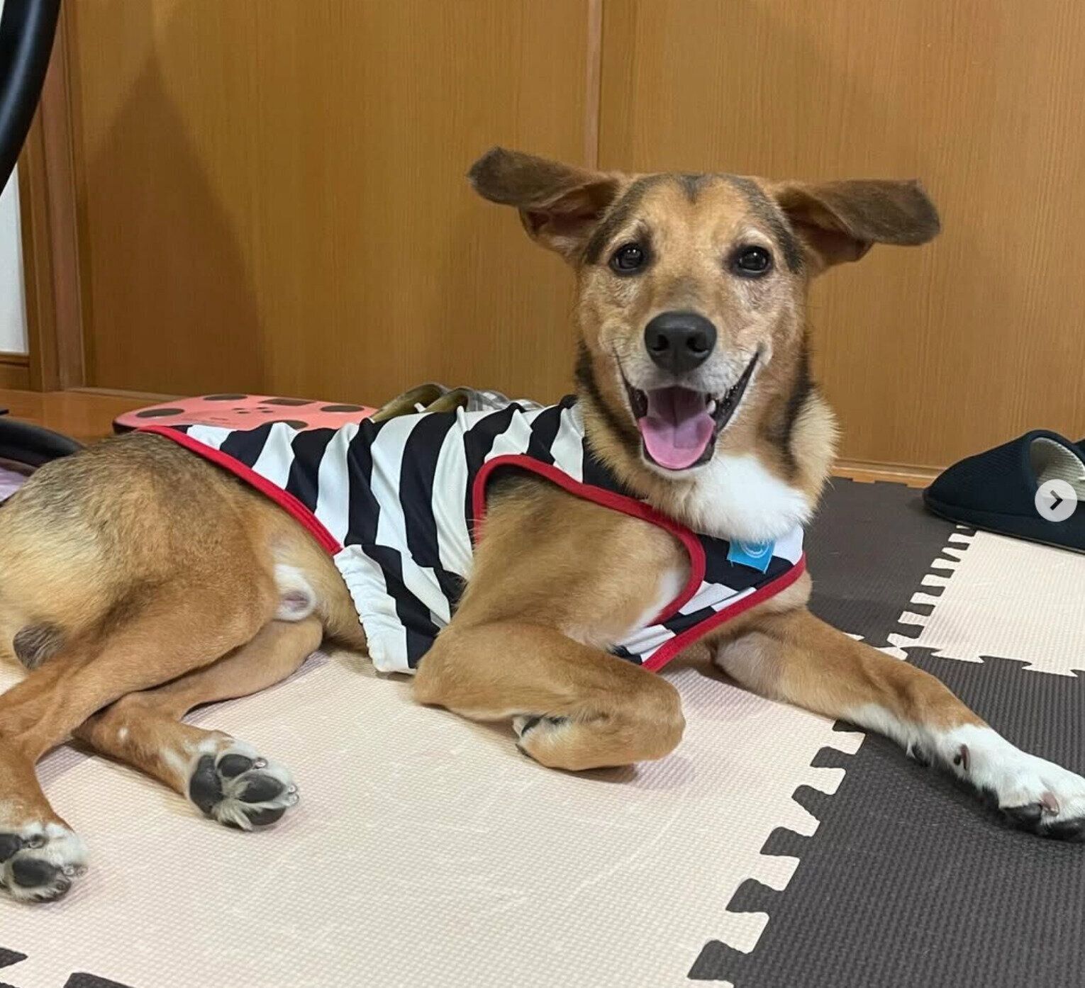 たくさん遊んでもらって大満足なあのくん