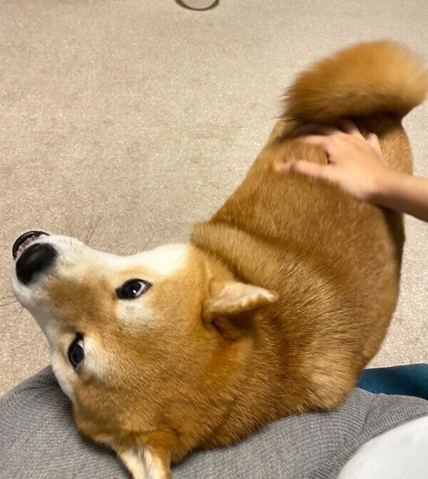 甘えるひるねちゃん