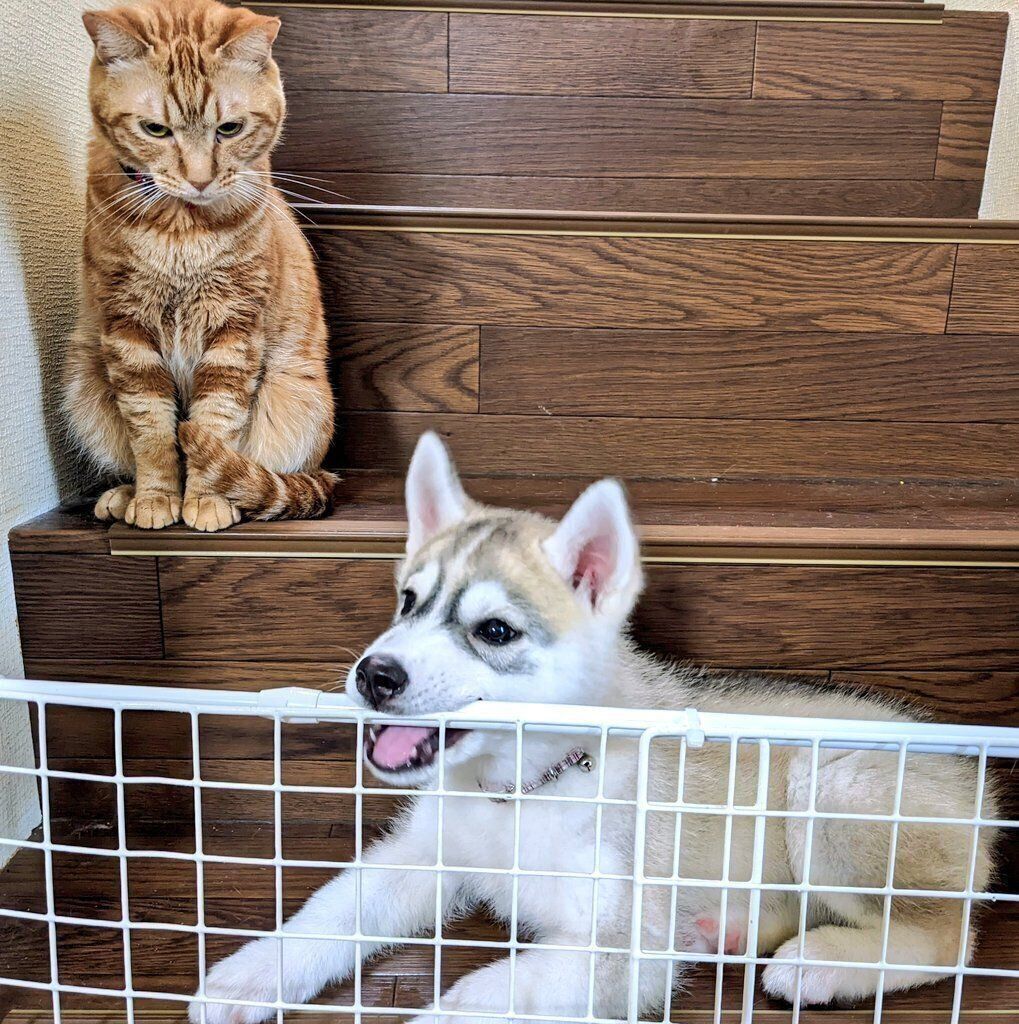 子犬時代のテラちゃん