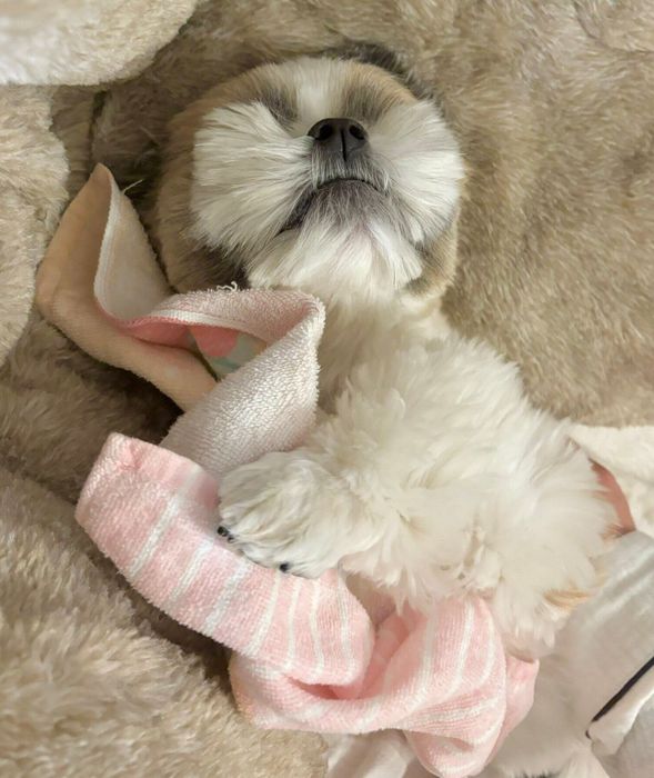 寝落ち寸前のてんまるくん