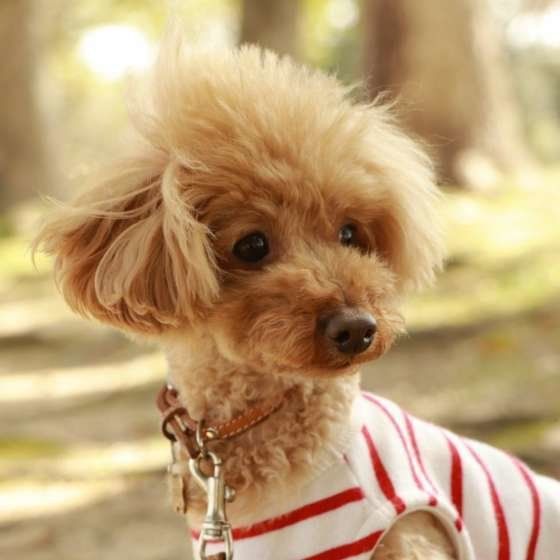 お散歩するトイ・プードル