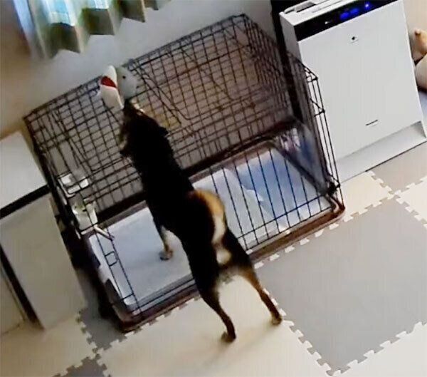 サメのぬいぐるみを取ろうとするこたろーくん