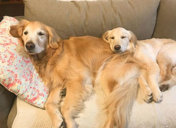 動きがシンクロするゴールデン・レトリーバー