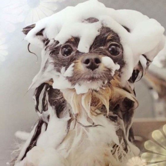 お風呂中のチワワ画像