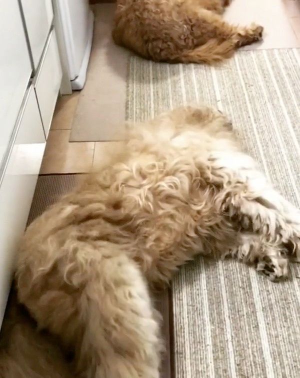 ふてくされるゴールデン・ドゥードル