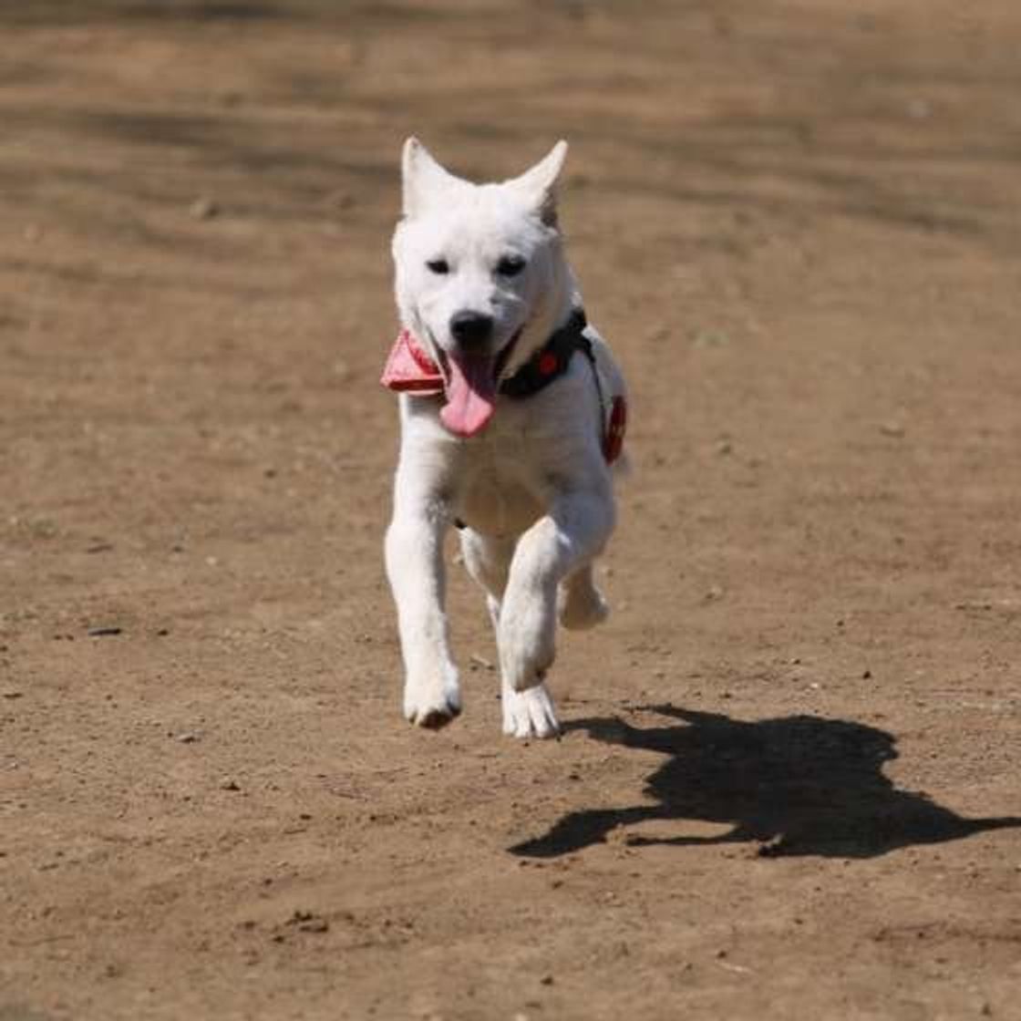 犬の ストレス は気にすぎるとよくない 適度なストレスや経験がプラスにも いぬのきもちweb Magazine 犬の ストレス は気にすぎるとよくない 適度なストレスや経験がプラスにも いぬのきもちweb Magazine