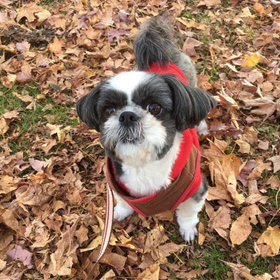 お散歩するシー・ズー