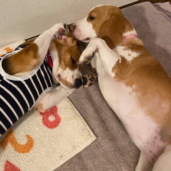 寝転がるビーグル