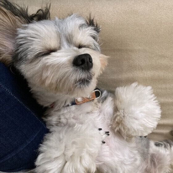 気持ちよさそうに眠るワンちゃん いぬのきもち