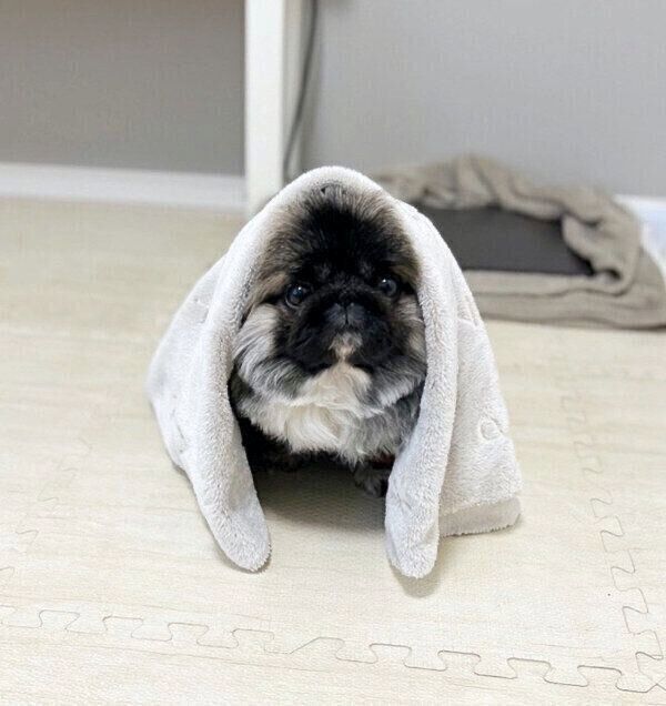 ブランケットをかぶるモブくん