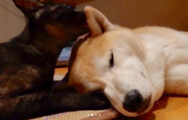 蘭丸くんの毛づくろいをするすずちゃん