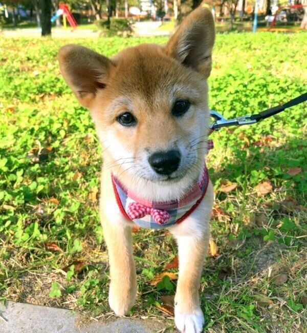 お散歩するタツノコ姫ちゃん