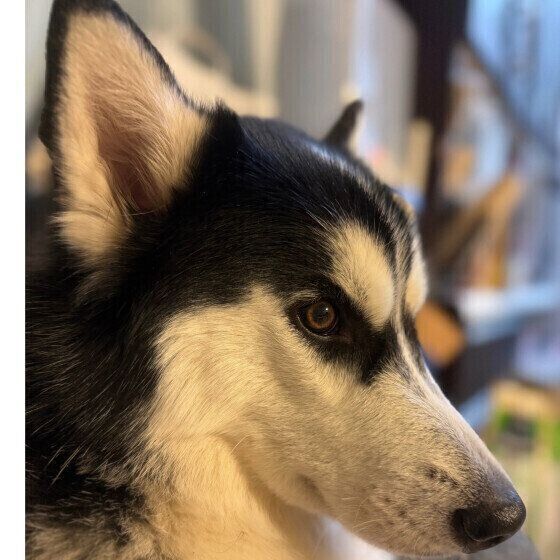 シベリアン・ハスキーのウルくん