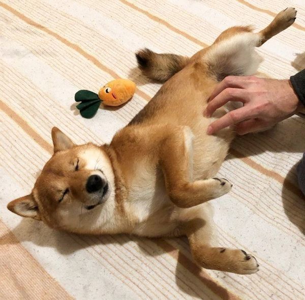 豆柴のあんこちゃん