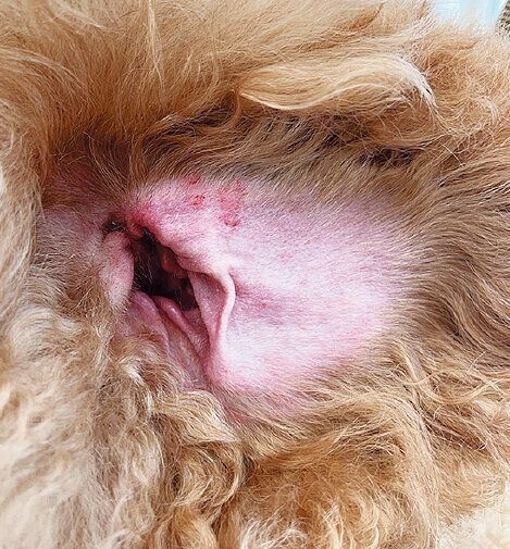 写真提供／ぬのかわ犬猫病院