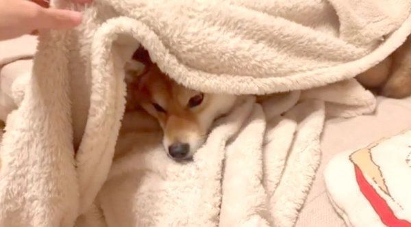 毛布でぬくぬくするアキちゃん