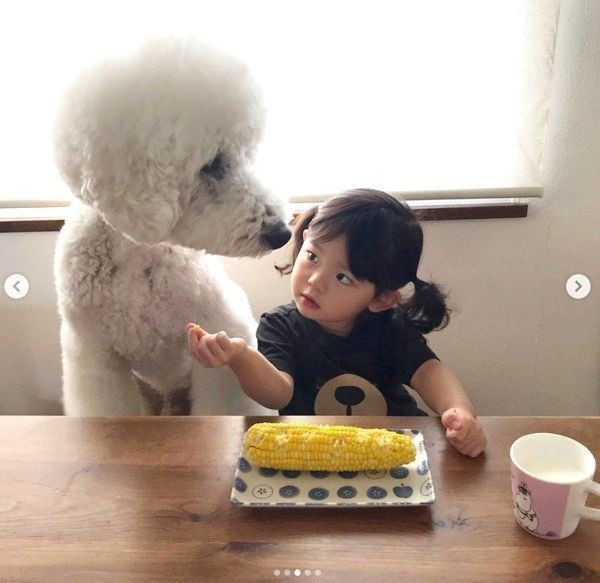 とうもろこしが大好きなスタンダード・プードルと女の子