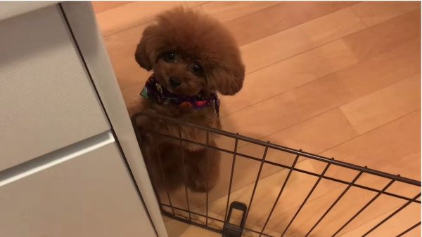 ちょこちょこダンス