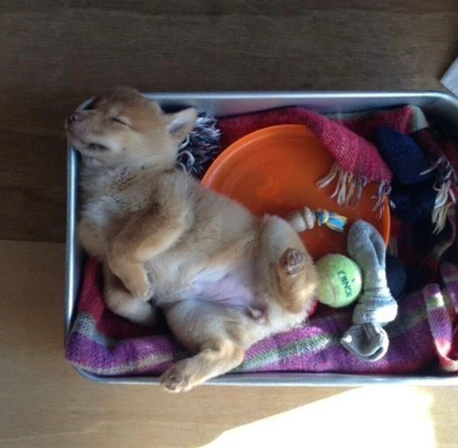 ヘソ天で眠るポロトちゃん。