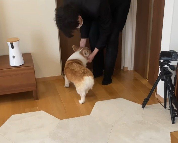 パパと犬