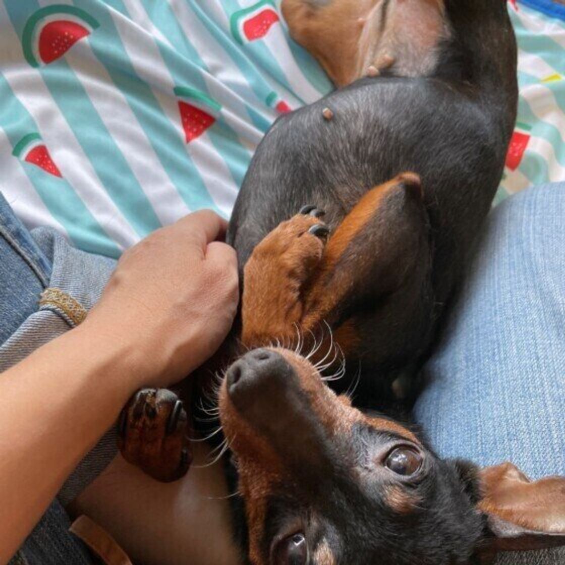 犬が なでられると喜ぶ のはなぜ 飼い主さん以外でも嬉しいのかどうか 獣医師が解説 いぬのきもちweb Magazine 犬が なでられると喜ぶ のはなぜ 飼い主さん以外でも嬉しいのかどうか 獣医師が解説 いぬのきもちweb Magazine